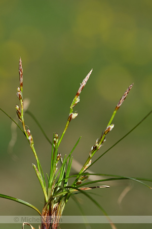 Aardzegge; Dwarf Sedge; Carex humilis