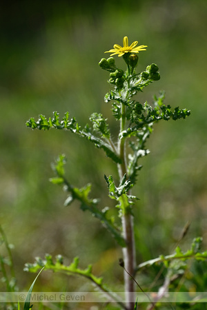 Oostelijk Kruiskruid; Spring Groundsel; Senecio vernalis