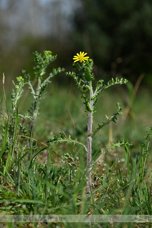 Oostelijk Kruiskruid; Spring Groundsel; Senecio vernalis