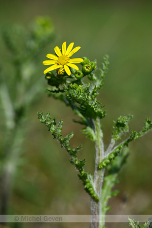 Oostelijk Kruiskruid; Spring Groundsel; Senecio vernalis