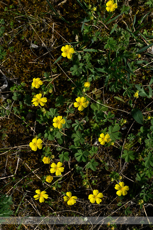 Hybride Zandganzerik x Voorjaarsganzerik; Potentilla x subarenaria