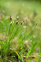 Weak arctic sedge - Carex supina