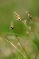 Weak arctic sedge; Carex supina