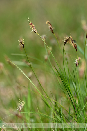 Weak arctic sedge; Carex supina