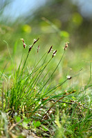 Weak arctic sedge; Carex supina