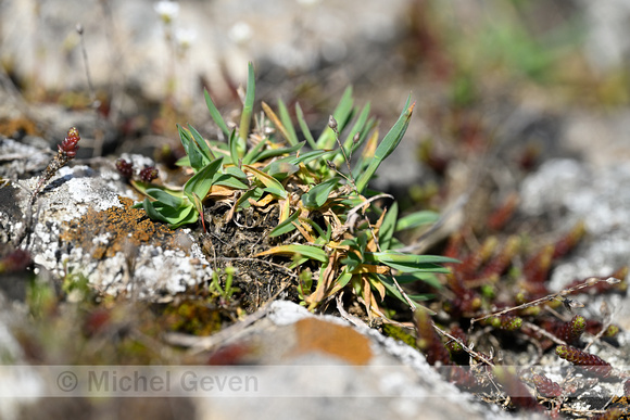 Baden's bluegrass; Poa badensis