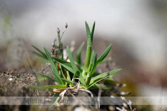 Baden's bluegrass; Poa badensis