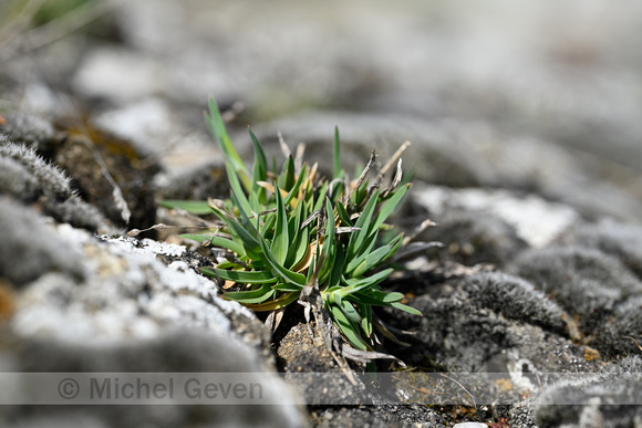 Baden's bluegrass; Poa badensis