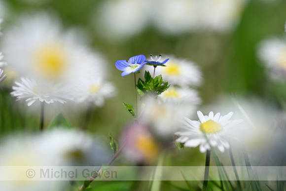 Grote ereprijs; Common Field-speedwell; Veronica persica