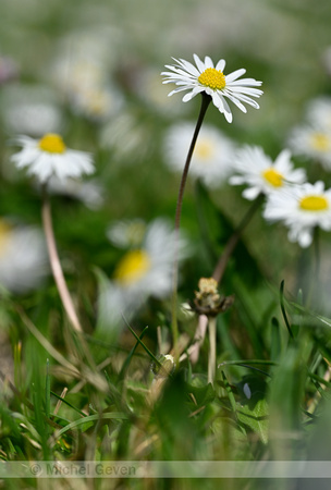 Madeliefje; Daisy; Bellis perennis