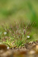 Dwerggras; Early Sand-grass; Mibora minima