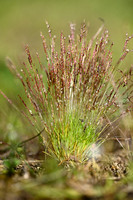 Dwerggras; Early Sand-grass; Mibora minima