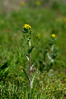 Oostelijk Kruiskruid; Spring Groundsel; Senecio vernalis