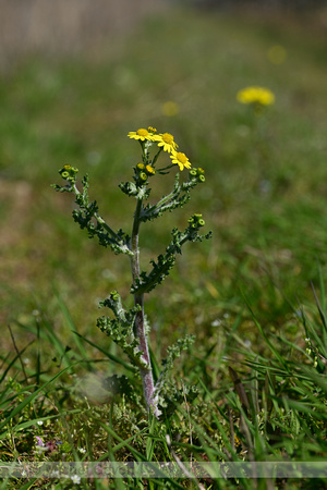 Oostelijk Kruiskruid; Spring Groundsel; Senecio vernalis