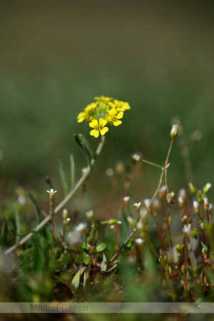 Bergschildzaad; Mountain Alison; Alyssum montanum subsp. Gmelini