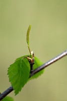 Ruwe berk; Silver Birch; Betula pendula