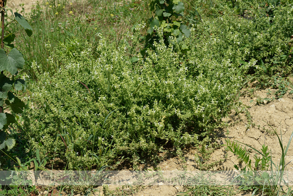Zomerandoorn; Annual Yellow-woundwort; Stachys annua