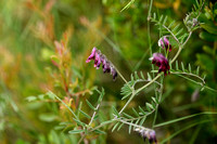 Vicia atropurpurea