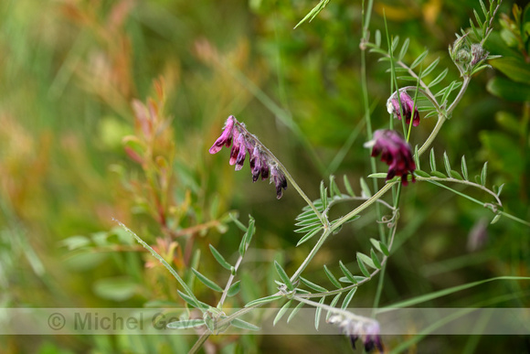 Vicia atropurpurea