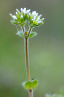 Kluwenhoornbloem; Sticky Mouse-ear; Cerastium glomeratum