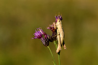 Gouden sprinkhaan; Large Gold Grasshopper; Chrysochraon dispar