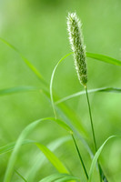 Grote vossenstaart - Meadow foxtail - Alopecurus pratensis