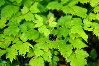 Christoffelkruid; Baneberry; Actaea spicata