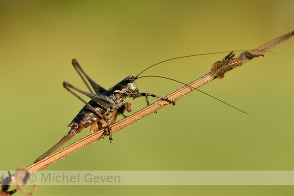 Westelijke bergsabel; Common Mountain Bush-cricket; Antaxius ped