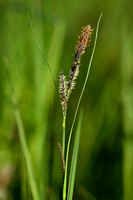 Scherpe Zegge; Slener Tufted-sedge; Carex acuta