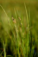 Draadzegge; Slender Sedge; Carex lasiocarpa