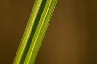 Snavelzegge; Bottle Sedge; Carex rostrata