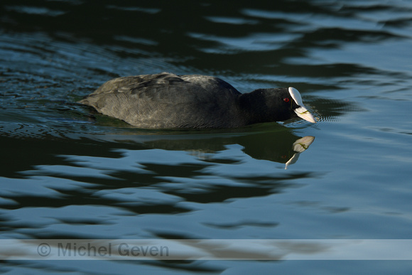 Meerkoet; Coot; Fulicia atra