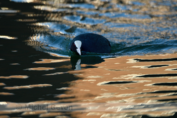 Meerkoet; Coot; Fulicia atra