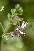 Kleine Duivenkervel; Fine-leaved Fumitory; Fumaria parviflora