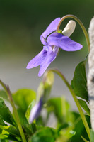Bleeksporig bosviooltje; Common Dog Violet; Viola riviniana