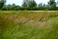 Hennegras - Purple Small-reed - Calamagrostis canescens