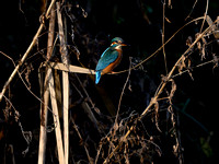 Ijsvogel; Common Kingfishel; Alcedo atthis