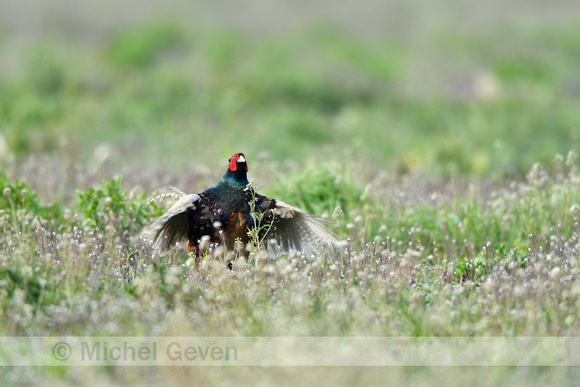 Groene Fazant; Green Pheasant; Phasianus Versicolor