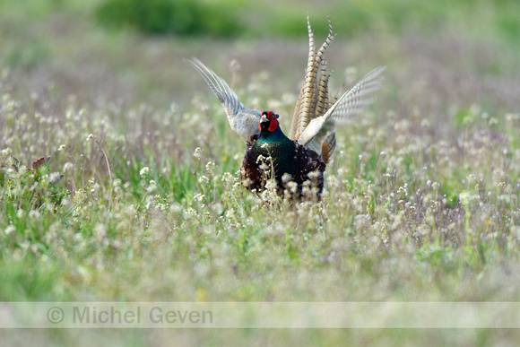 Groene Fazant; Green Pheasant; Phasianus Versicolor