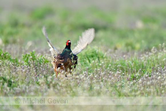 Groene Fazant; Green Pheasant; Phasianus Versicolor