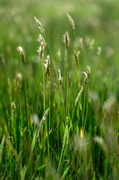 Gewoon reukgras; Sweet Vernal Grass; Anthoxanthum odoratum
