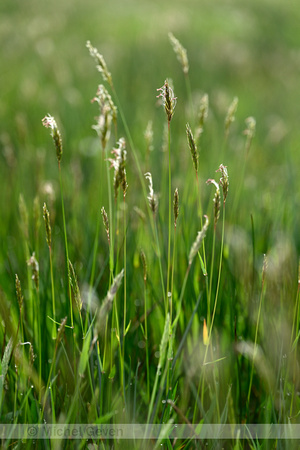Gewoon reukgras; Sweet Vernal Grass; Anthoxanthum odoratum