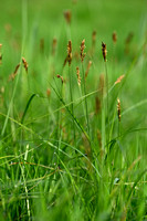 Tweerijige zegge; Brown Sedge; Carex disticha