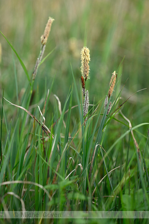 Moeraszegge; Lesser Pond-sedge; Carex acutiformis
