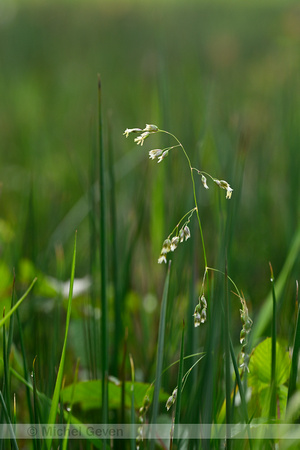 Veenreukgras; Holy Grass; Anthoxanthum nitens