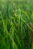 Veenreukgras; Holy Grass; Anthoxanthum nitens
