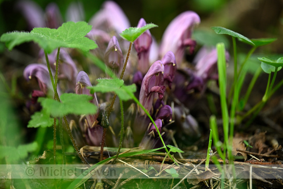 Paarse schubwortel; Purple Toothwort; Lathraea clandestina