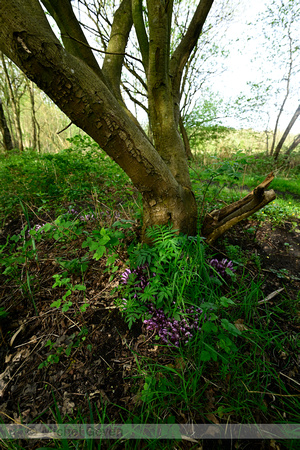 Paarse schubwortel; Purple Toothwort; Lathraea clandestina