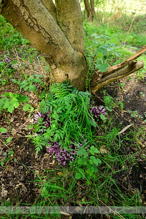 Paarse schubwortel; Purple Toothwort; Lathraea clandestina