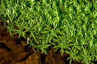 Gewoon sterrenkroos; Various-leaved Water-starwort; Callitriche